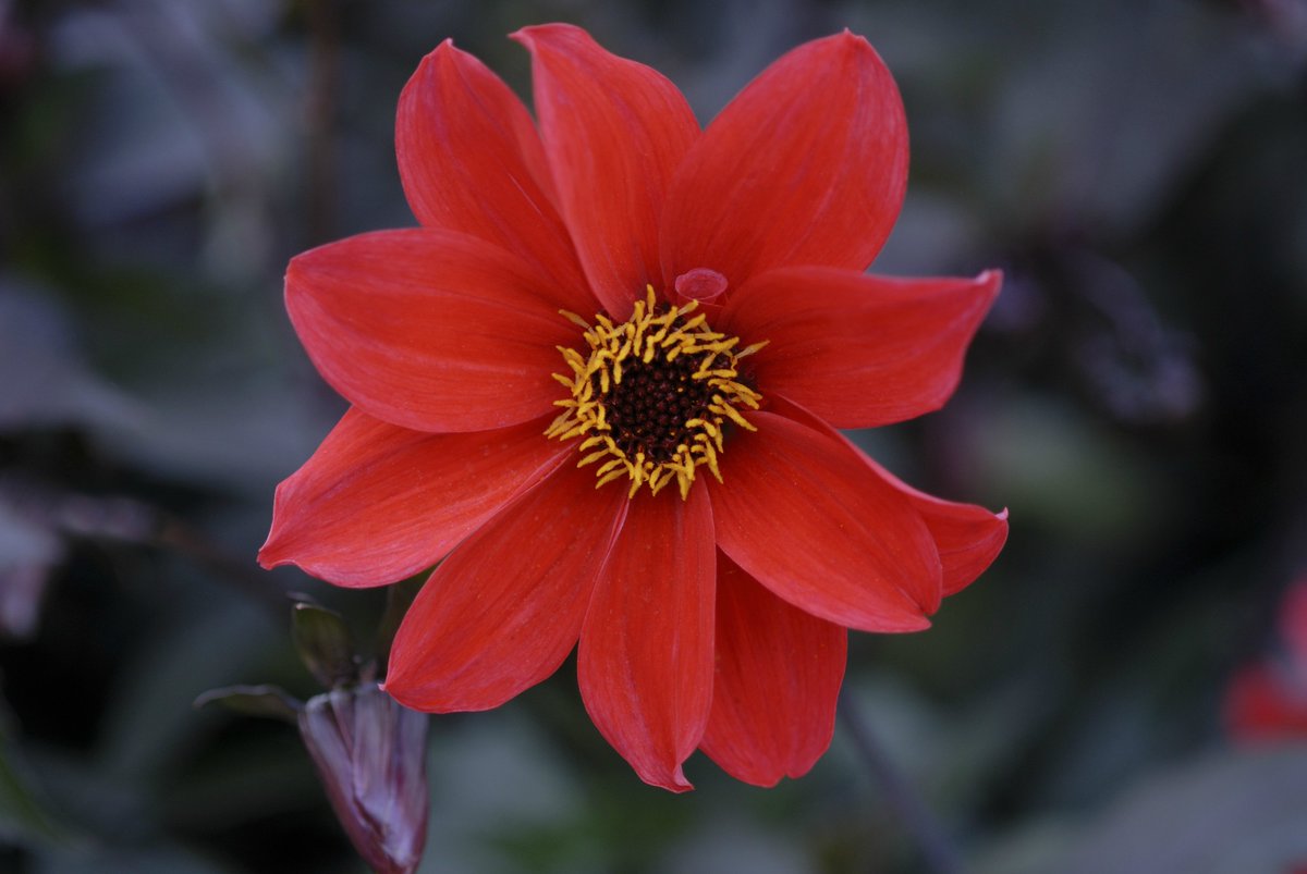 nationaltrust's tweet photo. Think you know your dahlias? Let's put your knowledge to the test, match the picture to the name:
Honka pink
Moor place
Edinburgh
Bishop of Llandaff https://t.co/WzvudA7T8E
