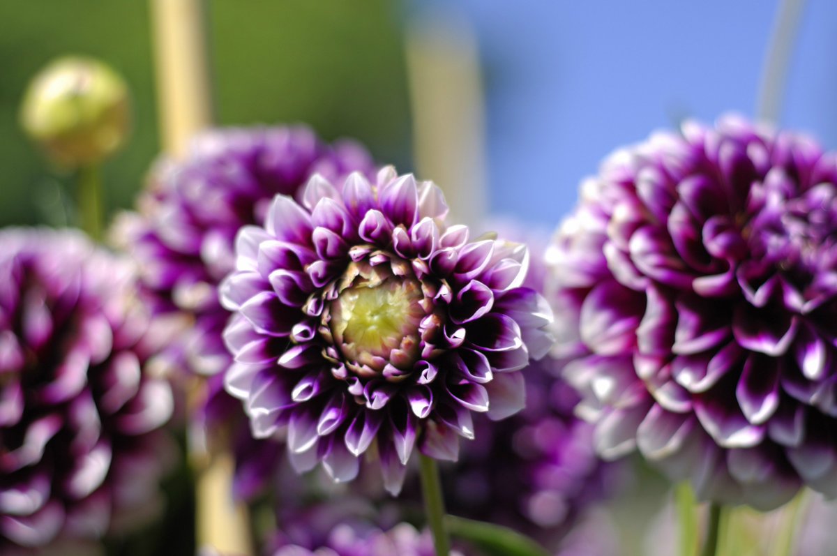 nationaltrust's tweet photo. Think you know your dahlias? Let's put your knowledge to the test, match the picture to the name:
Honka pink
Moor place
Edinburgh
Bishop of Llandaff https://t.co/WzvudA7T8E
