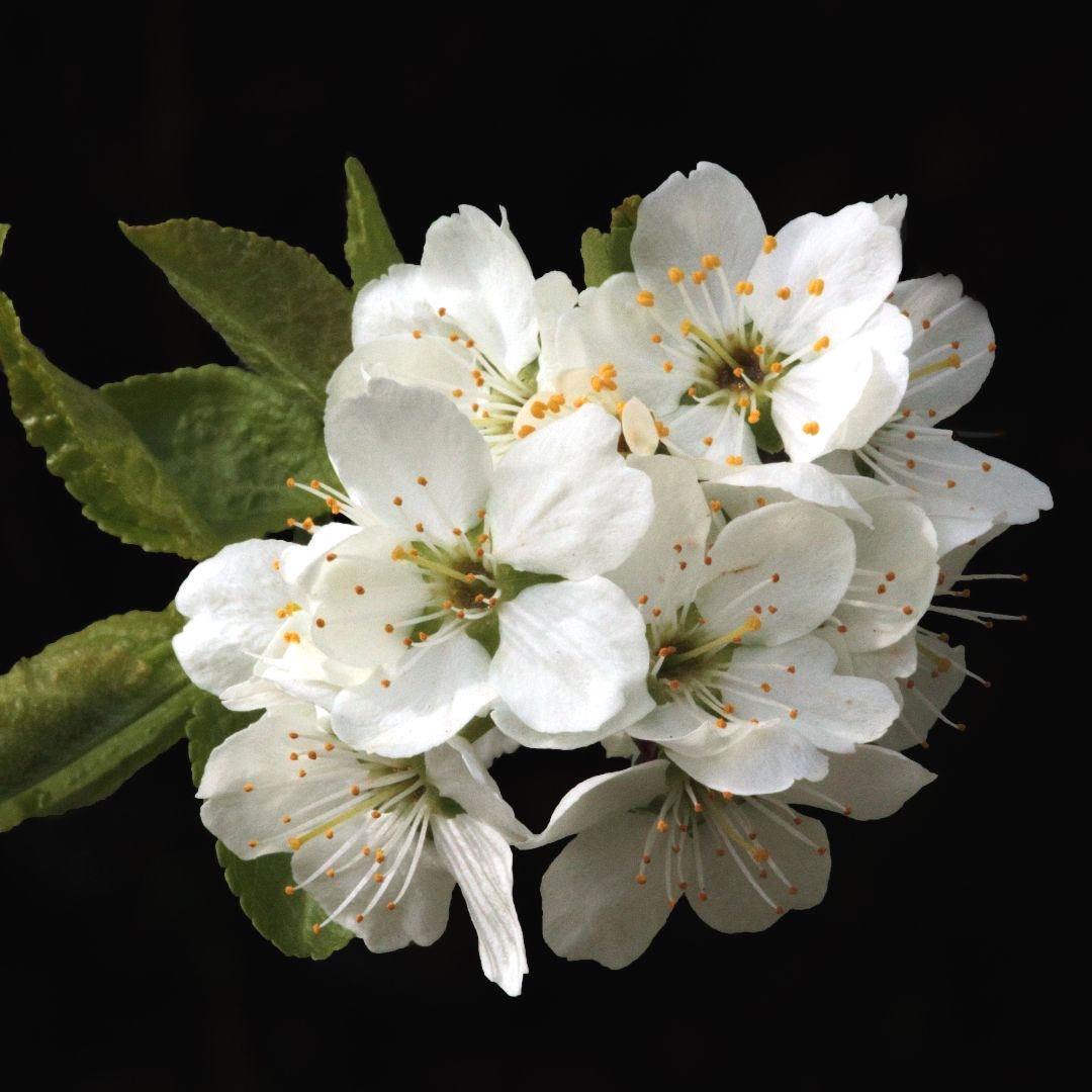 Bloemify's tweet photo. Wij zijn voor ons nieuwe platform op zoek naar bloemisten en kwekers van #bloemen, #planten, #groente en #fruit. #bloemify #buyflowersnottoiletpaper #flowers4oxygen #flowersboostchallenge https://t.co/w9MbluG3nC