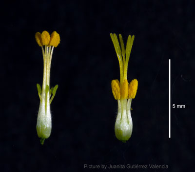 tanjaslotte's tweet photo. A 4-year salaried PhD student position is now available in my lab at Stockholm University to work on supergene evolution using genomic methods. Apply by Sept 24. Ad: https://t.co/FlfFqTgHNd Lab: https://t.co/PBKPku4RGU DM me if you have questions about the position. Pls RT. https://t.co/5MADCck9HK