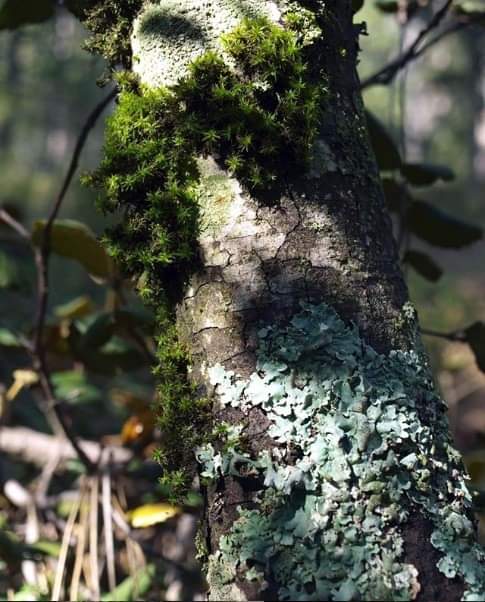 iBioGen_project's tweet photo. Moss and lichen "micro-forests" on a tree trunk, #Prodromos, #Cyprus.
#moss #bryophita #bryophites #ibiogen #symbiosis #botany #biology #ecology #microforest #troodos #ucy #NHM #cnrs #csic #hiddenbiodiversity https://t.co/eOVFvORTtX