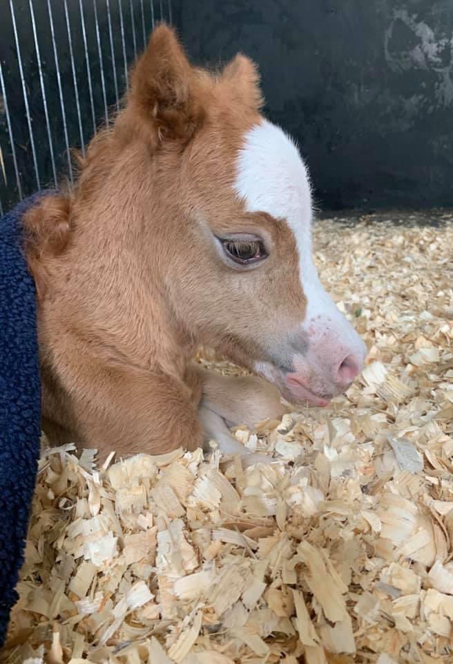 wickhamwicks's tweet photo. Still searching for foster mum for this small person or nanny goat preferably a milker or orphaned lamb for company. Please no time wasters as I have dealt with 100’s of hopefuls and been let down. She is such a little fighter. Thank you 🤞💕 https://t.co/qxTzJDEqi7
