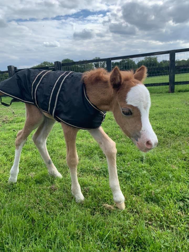 wickhamwicks's tweet photo. Still searching for foster mum for this small person or nanny goat preferably a milker or orphaned lamb for company. Please no time wasters as I have dealt with 100’s of hopefuls and been let down. She is such a little fighter. Thank you 🤞💕 https://t.co/qxTzJDEqi7
