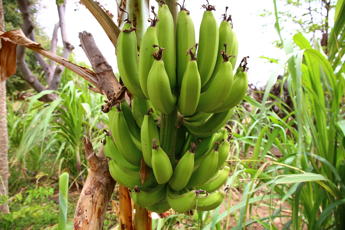 WURplant's tweet photo. #banana 🍌 | Let's save the African banana! @WUR and @KeyGeneinfo have joined the international research program Accelerated Breeding of Better Bananas (#ABBB) fighting against the devastating #panamadisease.
https://t.co/1NN2RAjk97 https://t.co/H7XluqFiTe