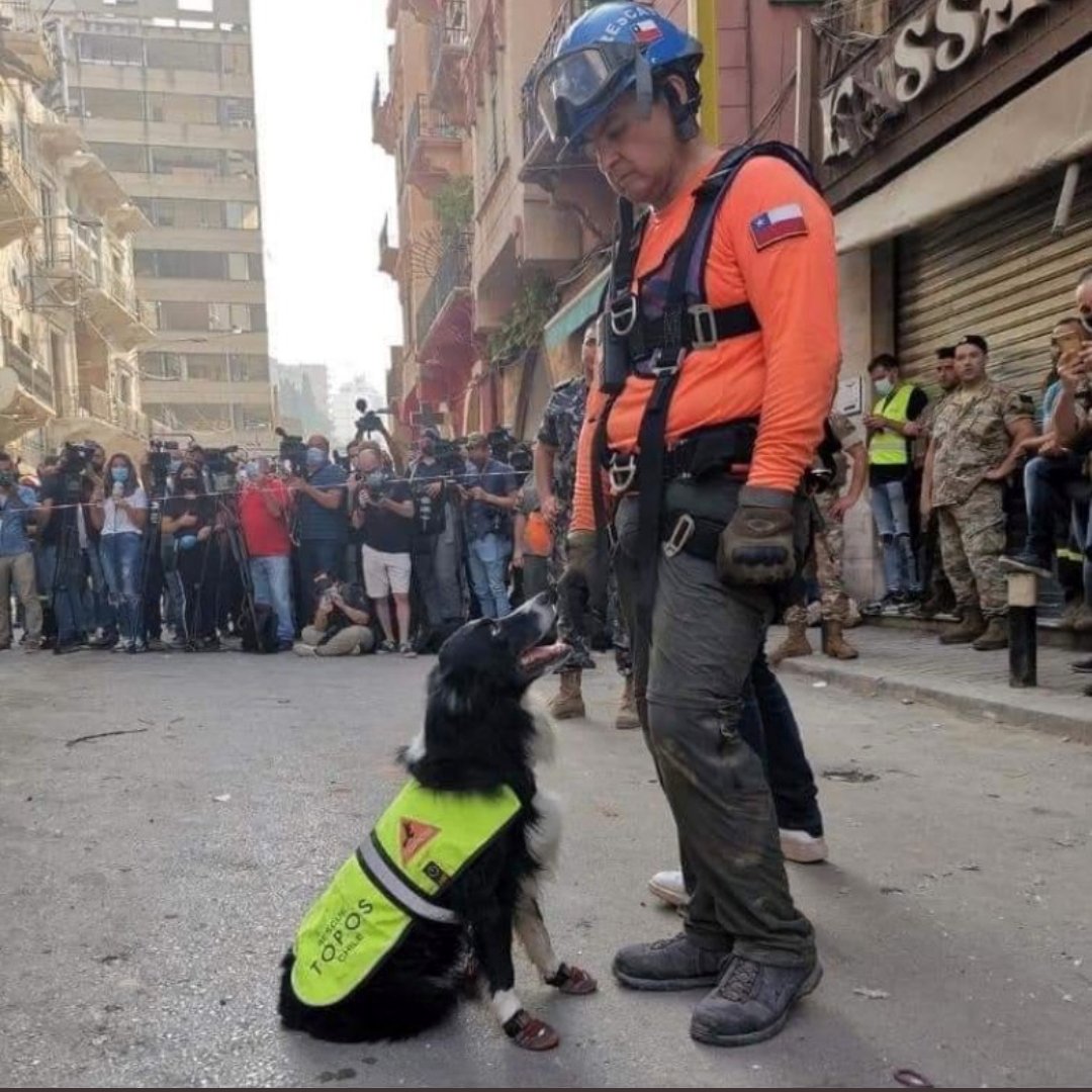 Photo of the day. Well done Chilean rescue dog Flash! Reports says they are centimeters away and there's still 7 breaths in a minute of hope! #prayforbeirut