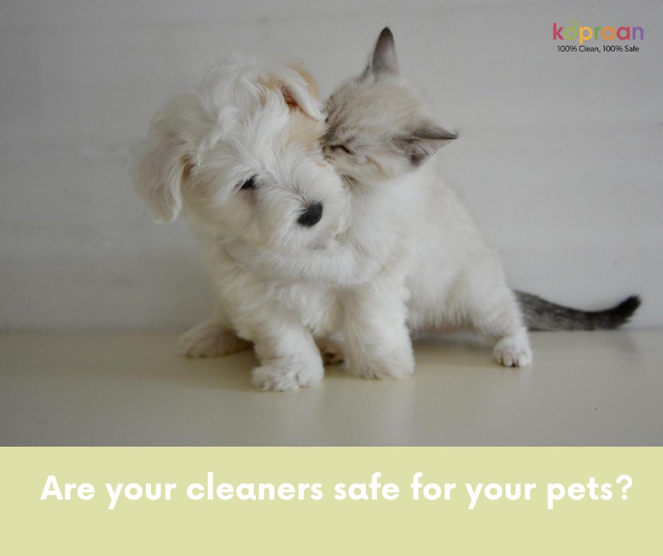 If you have kids, you’d be familiar with the constant worry: is my floor clean? It’s the same concern for many people with furry babies. The toxins and chemicals in synthetic cleaners can make their pets sick and irritate their skin.  Know more: zcu.io/65Tf