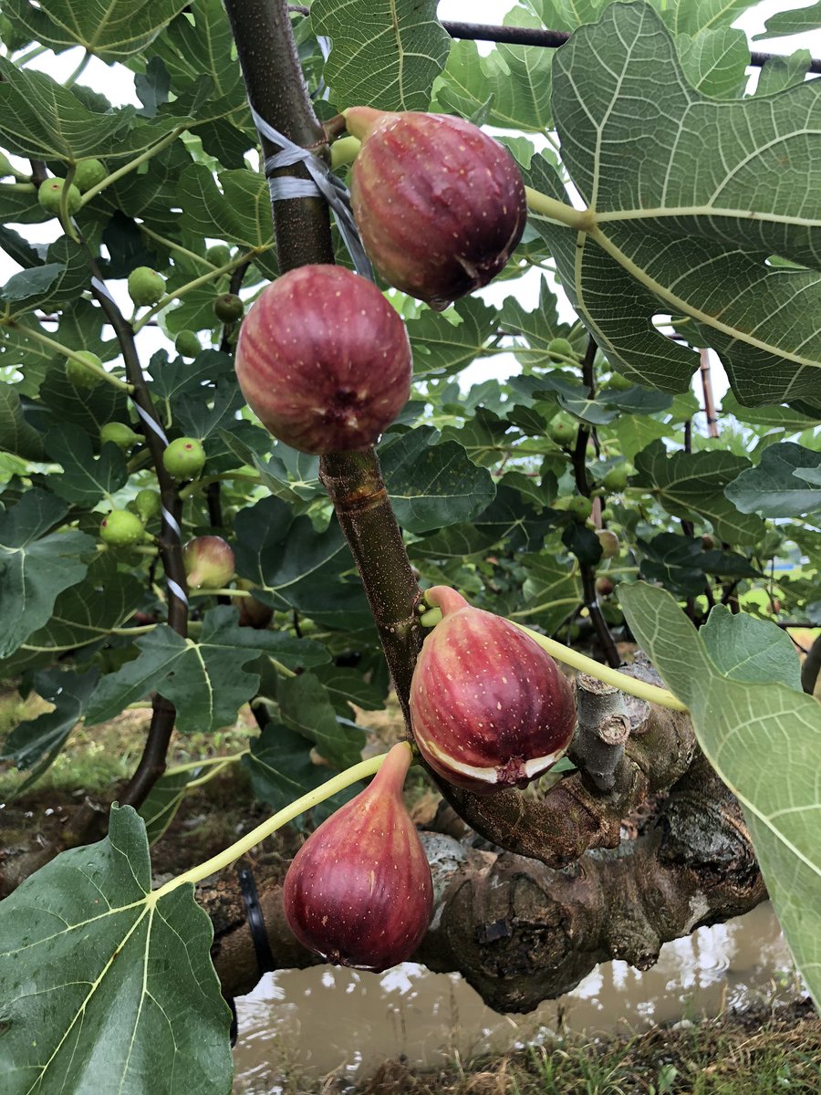 ボイメンのあいち農業塾 Sp ボイメン のあいち農業塾 Sp 9 26 土 10 25 続いてお邪魔したのは イチジク 農園 ワインレッドに熟したイチジクが タワワに実っていました イチジクの花ってどこに咲いてるか 知ってますか 正解は番組で