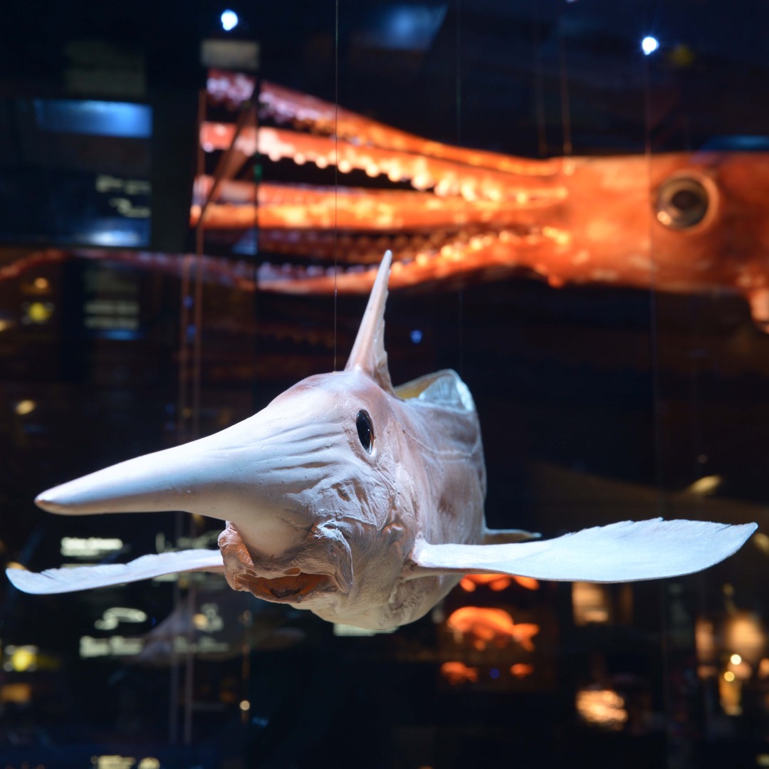 SENCKENBERG tweet media