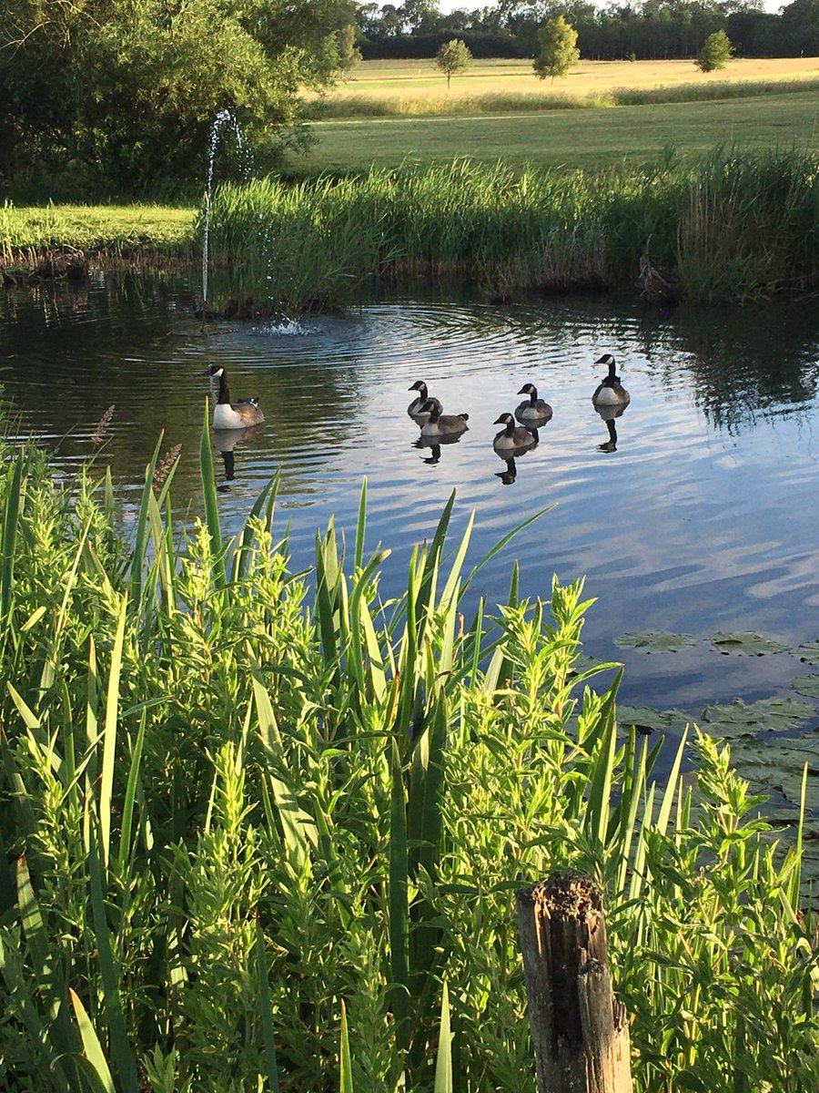 Light cloud and a moderate breeze. Good #golfing conditions Memories of summer.