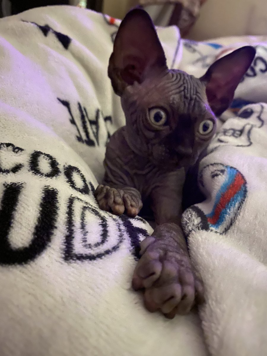 feliup's tweet photo. #sphynx #Darko #mihijogatuno https://t.co/zFHLK3tMGk
