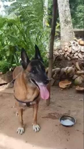 hirosht's tweet photo. Dear @RajapaksaNamal, knowing u &amp; ur brothers are very passionate for the dogs(@pepe_the_pitbull) as seeing on SM; have a kind request. 

Pls attend to this matter related to auctioned police kennels &amp; give them for good hands? I’m sure u can do it. TiA

https://t.co/kFsDhqflCb https://t.co/MRaN2w0zTl