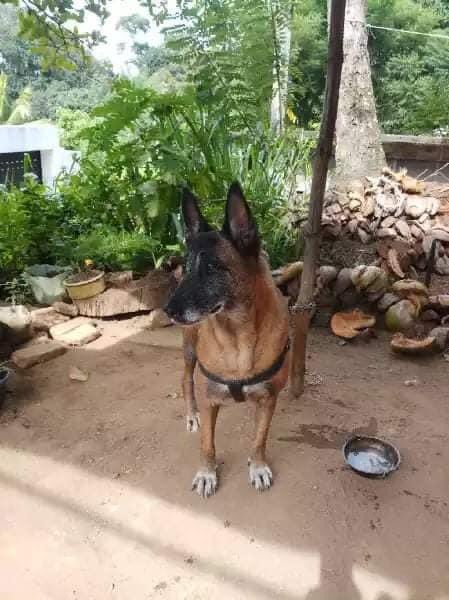 hirosht's tweet photo. Dear @RajapaksaNamal, knowing u &amp; ur brothers are very passionate for the dogs(@pepe_the_pitbull) as seeing on SM; have a kind request. 

Pls attend to this matter related to auctioned police kennels &amp; give them for good hands? I’m sure u can do it. TiA

https://t.co/kFsDhqflCb https://t.co/MRaN2w0zTl