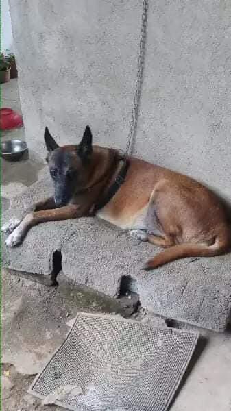 hirosht's tweet photo. Dear @RajapaksaNamal, knowing u &amp; ur brothers are very passionate for the dogs(@pepe_the_pitbull) as seeing on SM; have a kind request. 

Pls attend to this matter related to auctioned police kennels &amp; give them for good hands? I’m sure u can do it. TiA

https://t.co/kFsDhqflCb https://t.co/MRaN2w0zTl