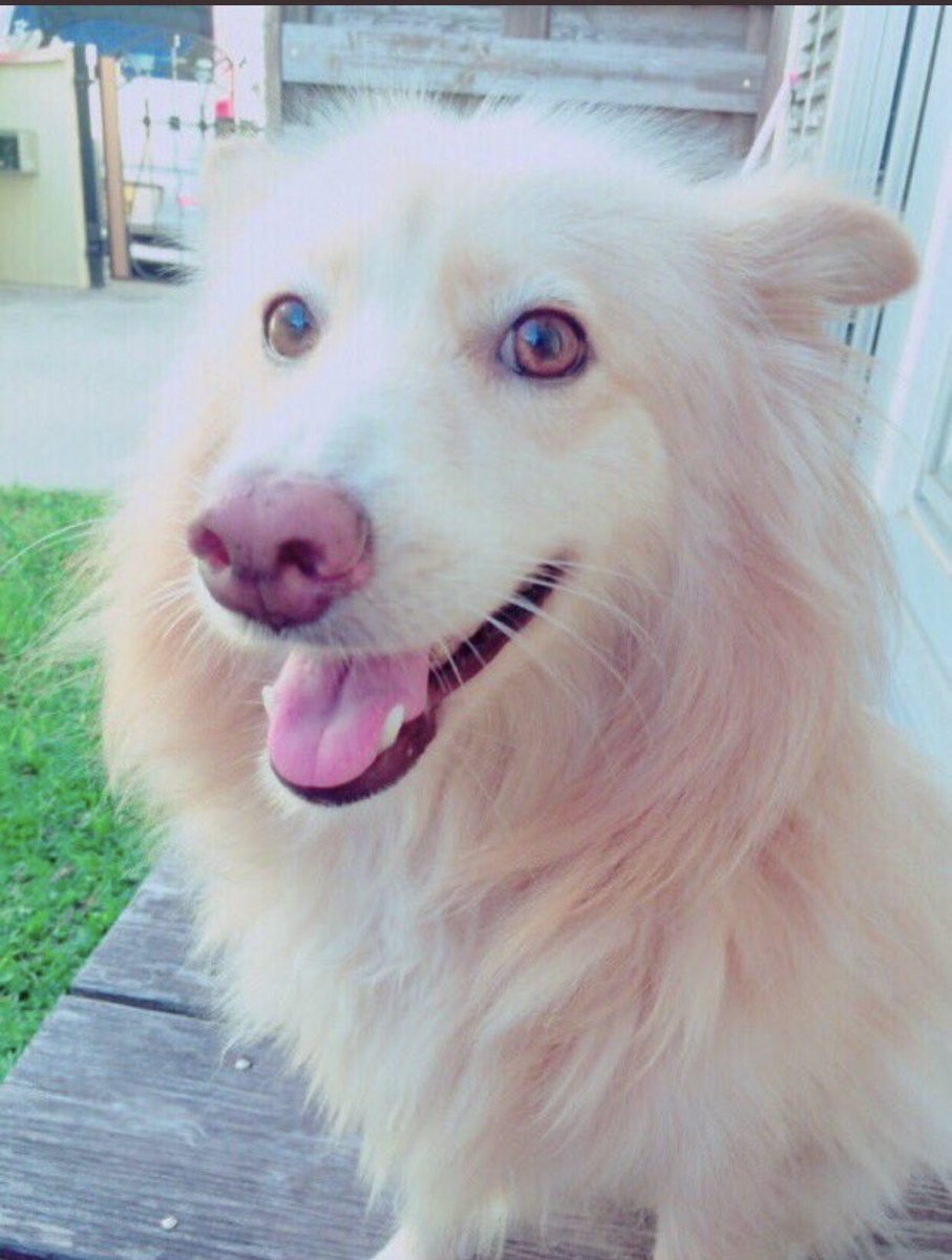 keigoex_'s tweet photo. 9月4日昼過ぎから行方がわからなくなっています。
首には赤色の首輪をしており、胴体だけ毛の短い中型くらいの犬です。
場所は沖縄市の松本周辺で行方がわからなくなっています。
些細なことでも構いませんので、何か情報があれば、よろしくお願いします。 https://t.co/JilaTXpQBZ