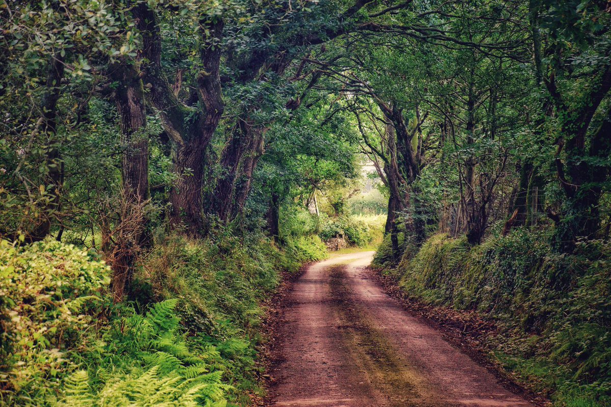 SarahWoods66's tweet photo. I stopped to take this photo on a quiet country lane between Llanystumdwy and Chwilog yesterday. I have always loved tree tunnels and didn’t know they had an identified name until looking it up just now. Happy Friday folks #LlŷnPeninsula https://t.co/Sia4VW1rOz