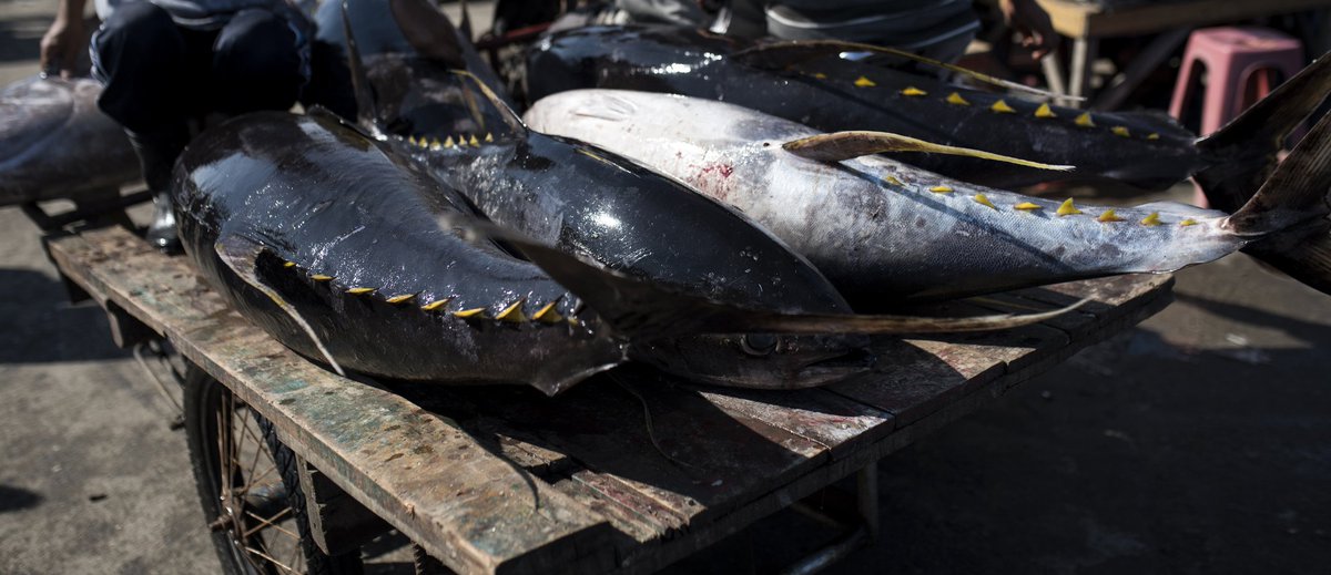 Bluemarinef's tweet photo. We urge the #IOTC to reconsider its decision not to discuss any new Conservation and Management Measures at this year’s virtual meeting in November. Without a new recovery plan for #yellowfin tuna, yet another year of unlawful overfishing will be allowed to take place. https://t.co/ieTQtT9VlZ