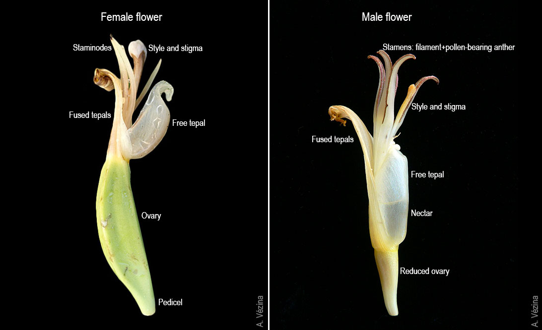ProMusa on Twitter "There are 2 main types of banana flowers ♀️ and ♂️. The twist is that both