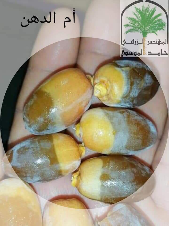abumuhannad858's tweet photo. @OtaiAbdullah والله شيء يابلاش💫✋🏼💐 https://t.co/TTbVfUeuAe