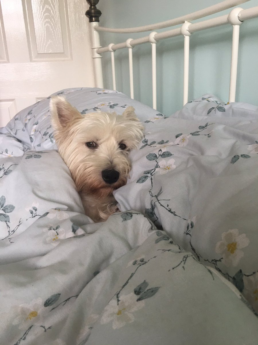 Lazybones Lazybones