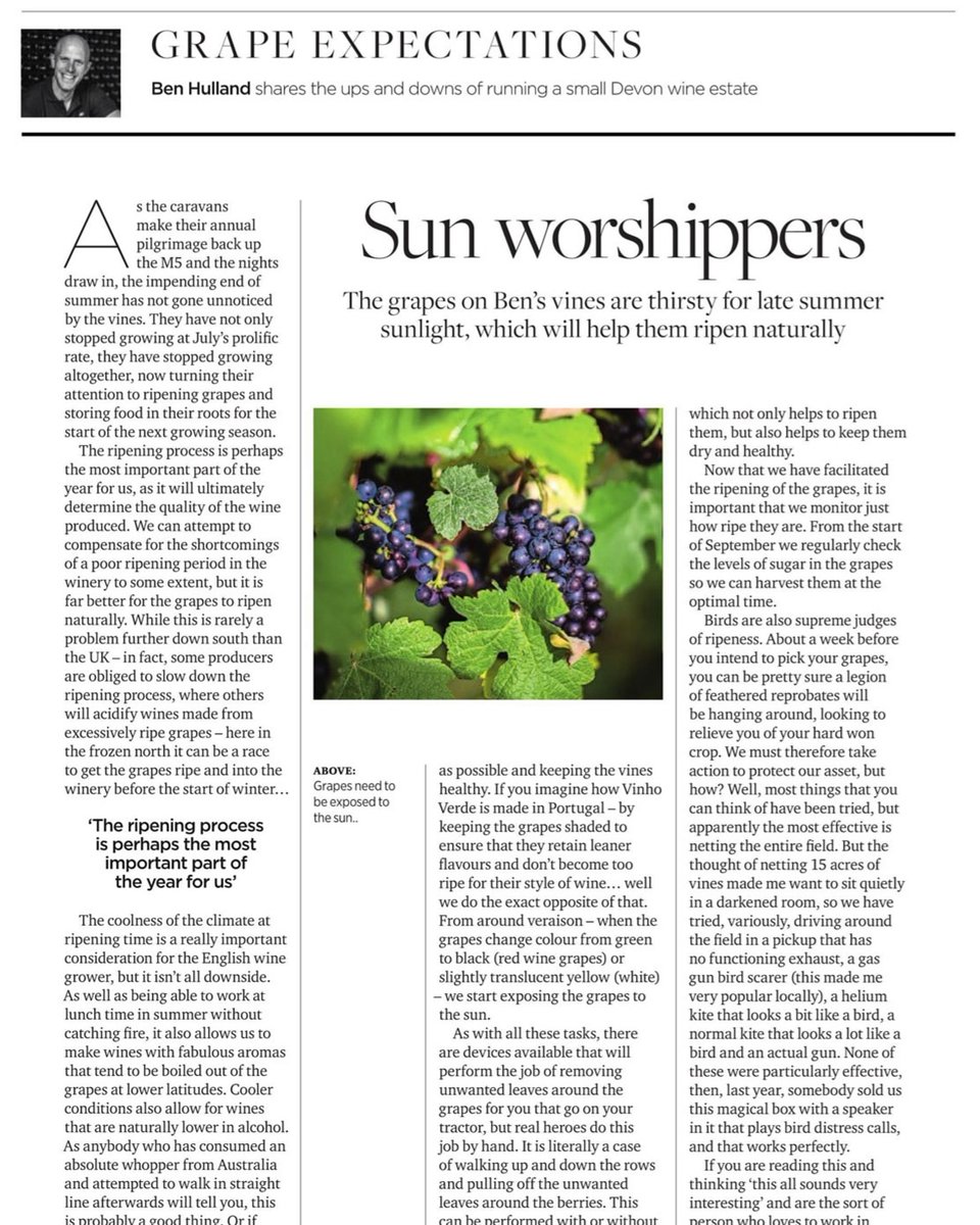 HuxbearVineyard's tweet photo. In case you've not seen it yet, you can catch Ben's latest update from the vineyard in September @devonlifemagazine!
If you can't get your hands on a copy, read it on our website
#devonvineyard #harvest2020 #ripeninggrapes #sunshineintowine #sunworshippers #teignvalleyvineyard https://t.co/rGSFlckY7U
