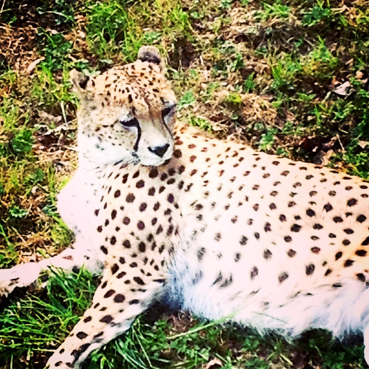 Beautiful cheetah, getting ready for a snoozle 
🐱💤

#cheetah #wildlife #animals #wildlifephotography   #photography #naturephotography