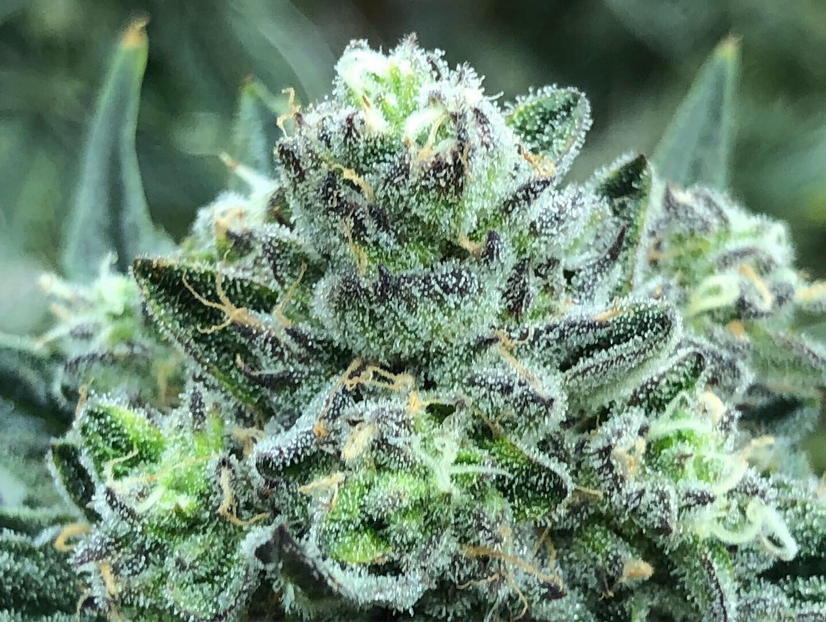 2Cultivators's tweet image. The hilton sisters!! Cookies and Cream from awhile back. Need to get another pair of #Method7’s. #CannabisCommunity #cannabis #cannabisculture #growyourown #weshouldsmoke