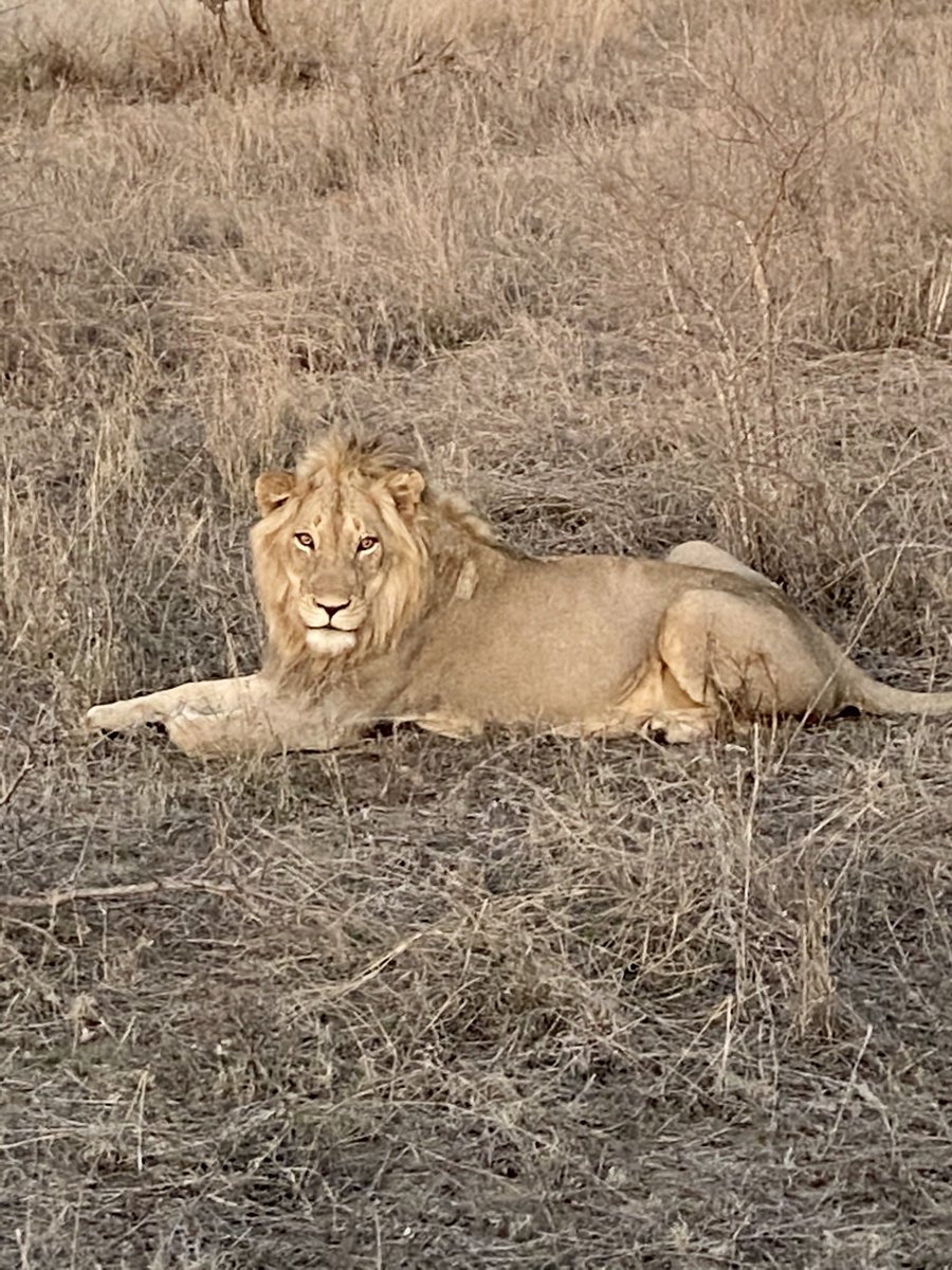 Idmcrfc's tweet photo. @makanyilodge Had a wonderful trip to Makanyi in November....lots of wildlife lots of laughs wish we could be back with you. https://t.co/HI9LgEQ4Fi