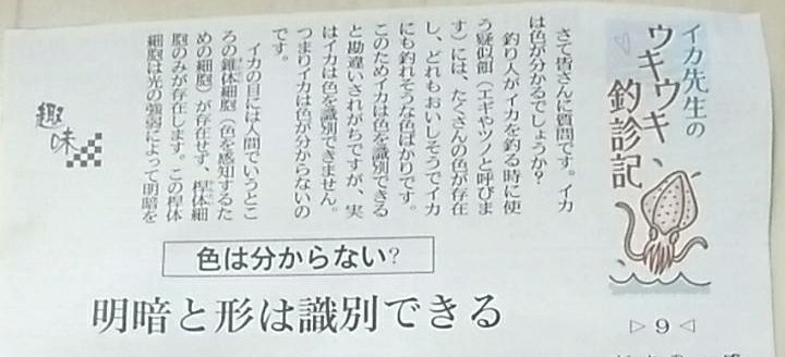 いか文庫 バイトちゃん 新潟日報夕刊 イカ先生のウキウキ釣珍記 第9回はイカの目の特徴について イカは色がわからない