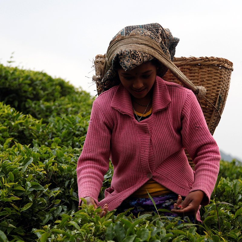 “Our Nepalese friends need you” The latest post by François-Xavier Delmas is now available on the Discovering Tea blog.  👉 bit.ly/3buy166