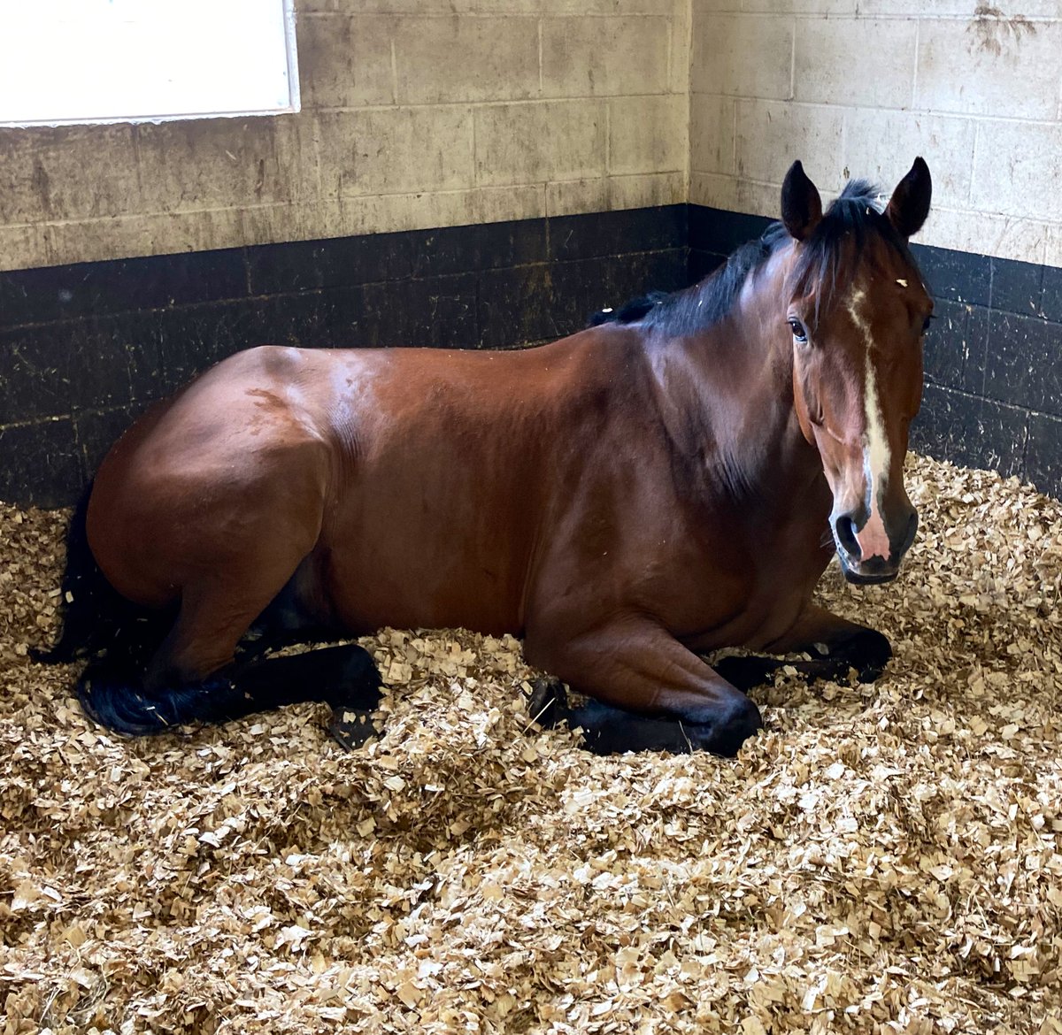 ASPoliceHorses's tweet photo. After a busy day yesterday, Mike is catching up on some beauty sleep. He will be joining Mendip on patrol in Hartcliffe later. #waveifyouseethem https://t.co/lX37H1wTlI