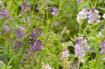 Fleurir les espaces agricoles : 4 leviers pour améliorer la santé des abeilles et renforcer le potentiel de pollinisation.

bit.ly/32Az2Hp

#Apiculture #Abeilles #Itsap #Ruches #Miel #GeleeRoyale