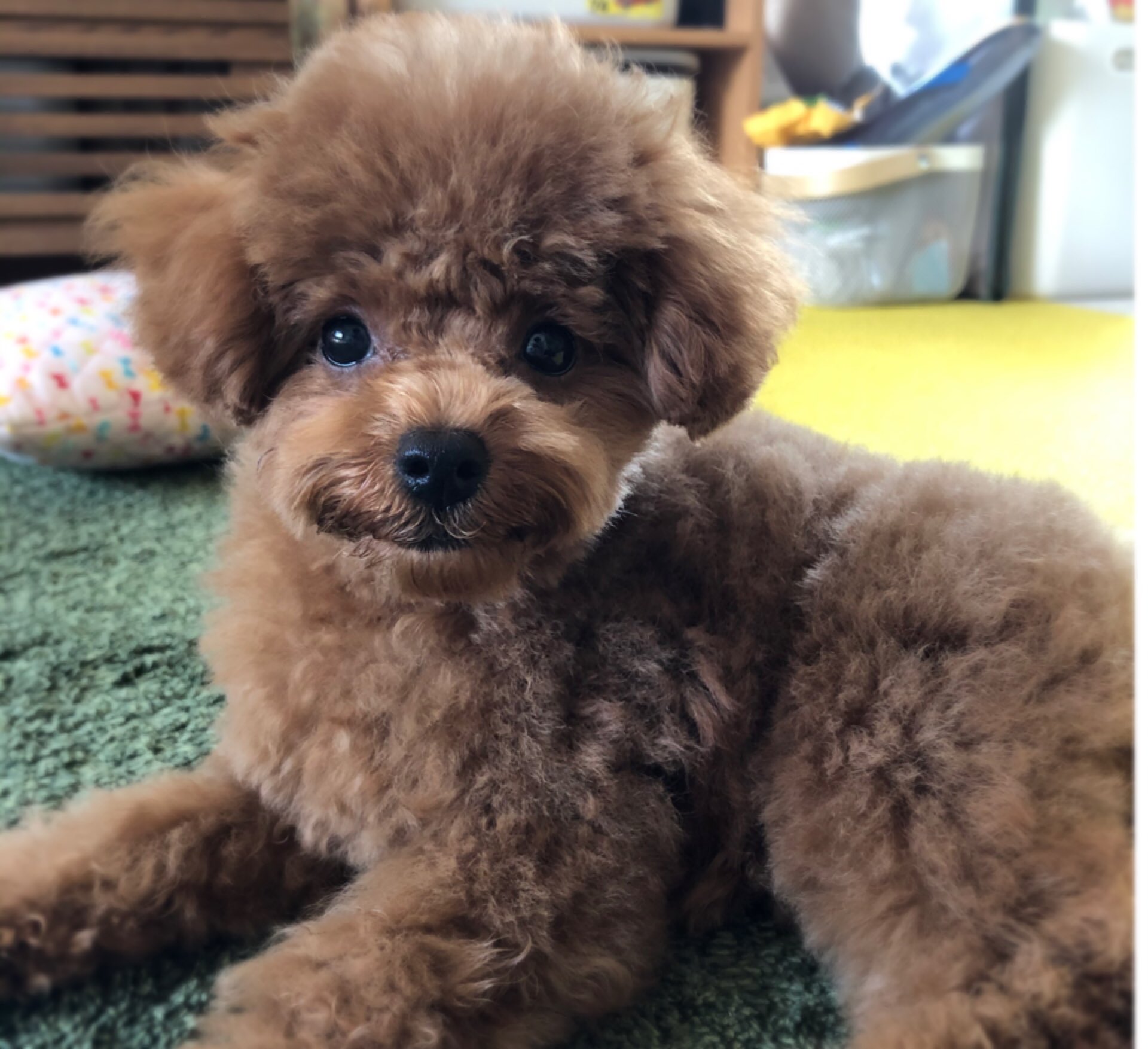 Uzivatel Lucy Na Twitteru 初めてのトリミング 幼稚園から帰ってきた息子が わーほんとのトイプードル みたーーい って ニコニコしてるように見えるのは生えぐせなのかしゃくれ アンダーショット のせいなのか かわいい 犬との暮らし トイプードル