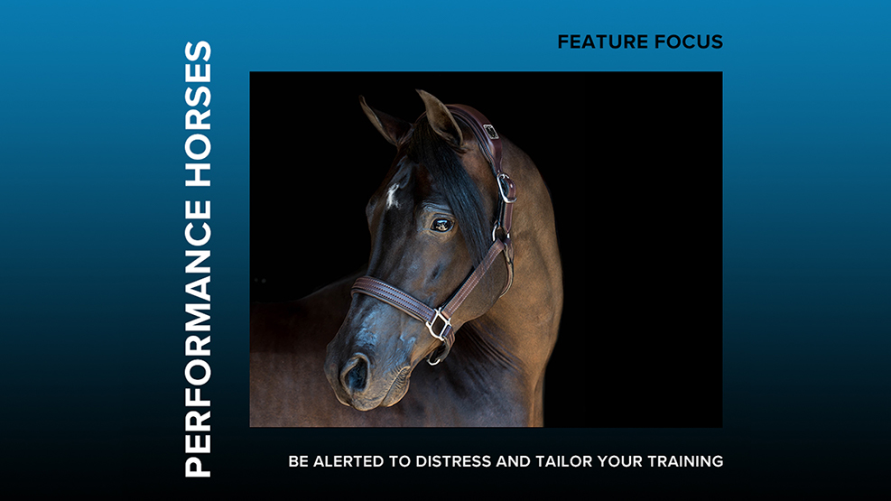 smarthalter's tweet photo. For distress, you can be alerted to early signs of danger in your race or show horse to avoid unnecessary downtime, injury, or loss. For continued wellness, you can tailor your horse's daily training schedule based upon their overnight activity and general wellbeing. #HorseTech https://t.co/a1VPKPw0Kg