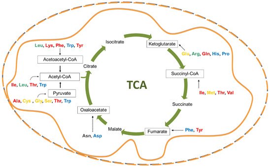 Cells_MDPI's tweet photo. New #manuscript by Scalise et al. (@UniCalPortale; @StampaCnr) summarizes the current understanding of the #MembraneTransporters for amino acids in #MetabolicRewiring in #CancerCells.
#OpenAccess: https://t.co/AIPAi3Fexu
#tumors #metabolism @MDPIOpenAccess https://t.co/WzlgwvIgjE