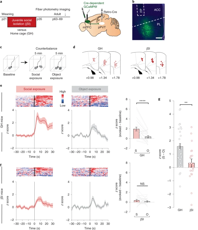 A prefrontal–paraventricular thalamus circuit requires juvenile social experience to regulate adult sociability in mice. New paper from <a href="/morishih/">Hiro Morishita</a> and colleagues. go.nature.com/2Z5Tf5b