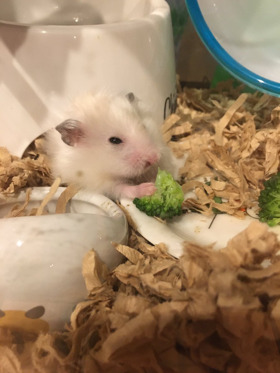 はむそる ジアルジア治療中 ふぇりすのおうちは最初木製のおうちだったけど 熱湯消毒のせいで壊れてしまうし もこびりついて掃除がやりにくかったから100均で犬猫用のエサ皿を買ってきて使っています