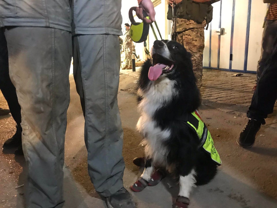 Tj_Toro9's tweet photo. Él es Flash, perro que forma parte del equipo chileno de rescatistas @ToposChile que detectó posibles signo de vida entre los escombros a un mes de la explosión en #Beirut.

¡Héroe! 🐶❤.

#Flash
#ToposChilenos
#BeirutExplosion. https://t.co/qPNHT05o3Y