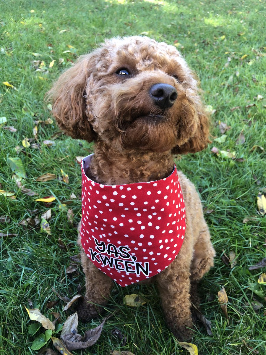 my dog ate a reese's