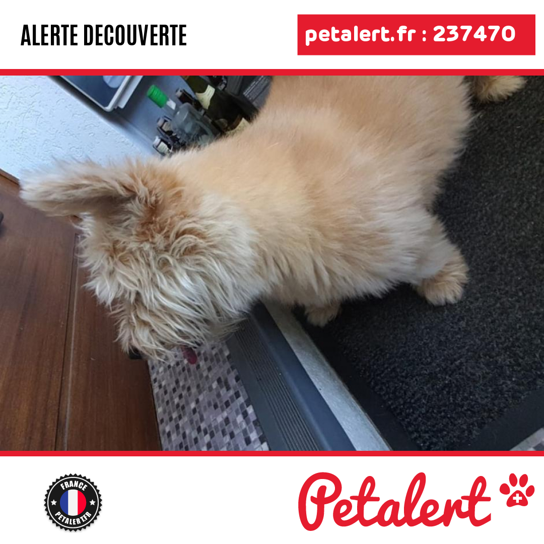petalert_france's tweet photo. Trouvé #Chien #HauteSavoie #Machilly #Petalert #PetAlert74 / https://t.co/hbPfvYNe6X https://t.co/2JwoV5Lpv5