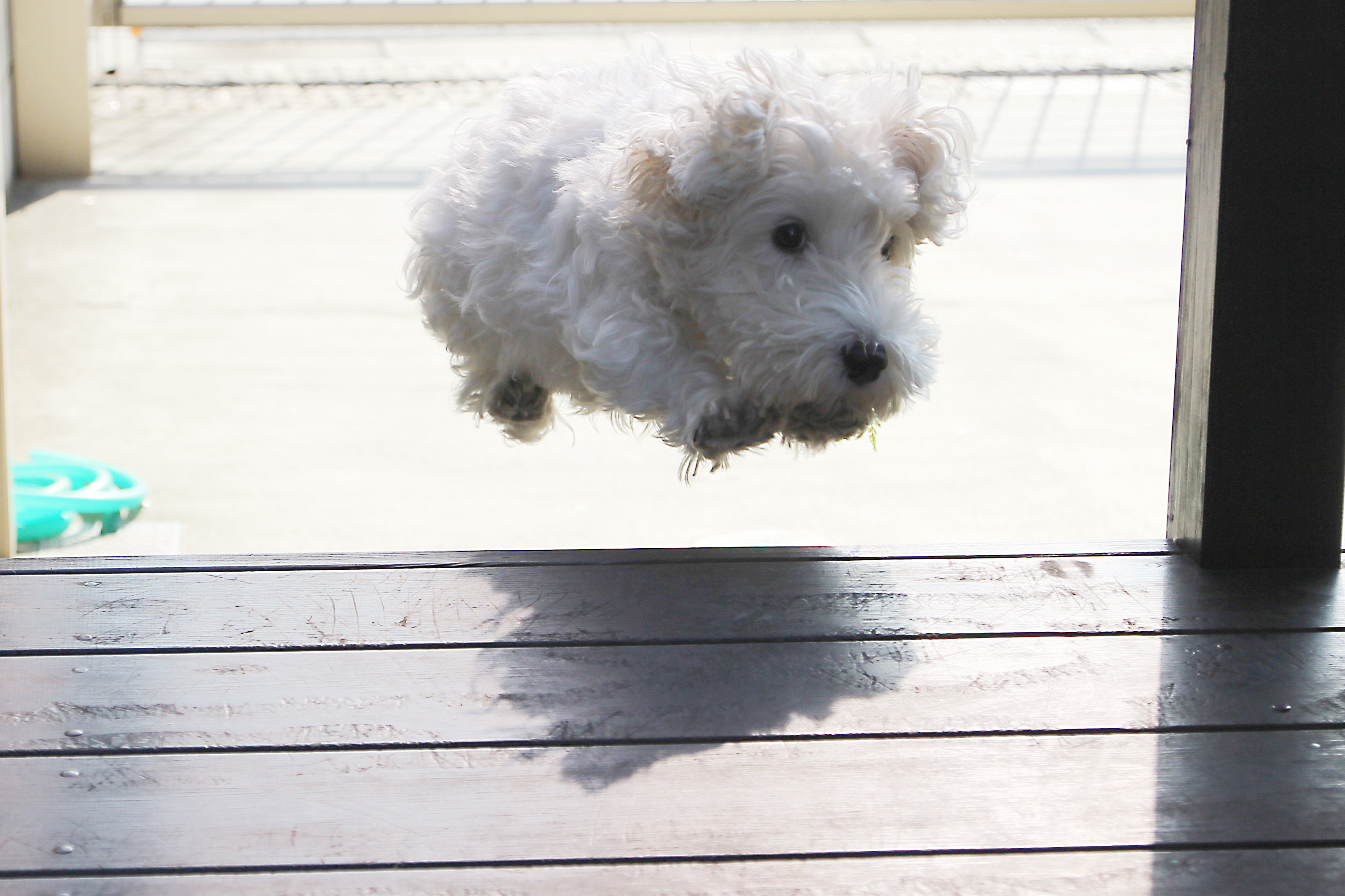 柴田部長 台風で犬が飛んでかないようにね 犬をしまえ T Co Wyg1539mh2 Twitter