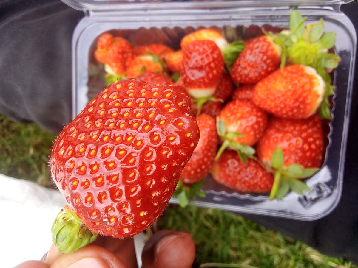 FelixKimTuwei's tweet photo. #RutosChargeSheet
@WilliamsRuto
@KBonimtetezi
@kipmurkomen
@HonOscarSudi
@ntvkenya
@MeliEmmanuelK
Need some strawberries, DM FOR DELIVERIES. https://t.co/zytepgHmaZ