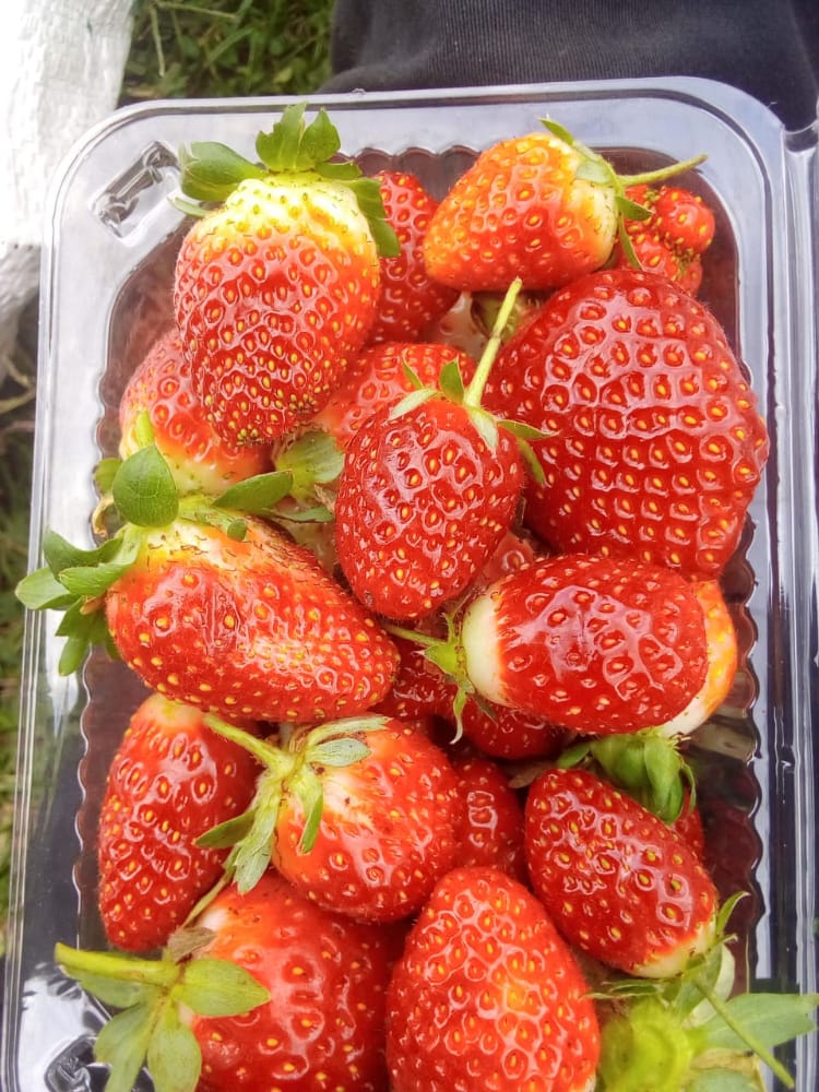 FelixKimTuwei's tweet photo. #RutosChargeSheet
@WilliamsRuto
@KBonimtetezi
@kipmurkomen
@HonOscarSudi
@ntvkenya
@MeliEmmanuelK
Need some strawberries, DM FOR DELIVERIES. https://t.co/zytepgHmaZ