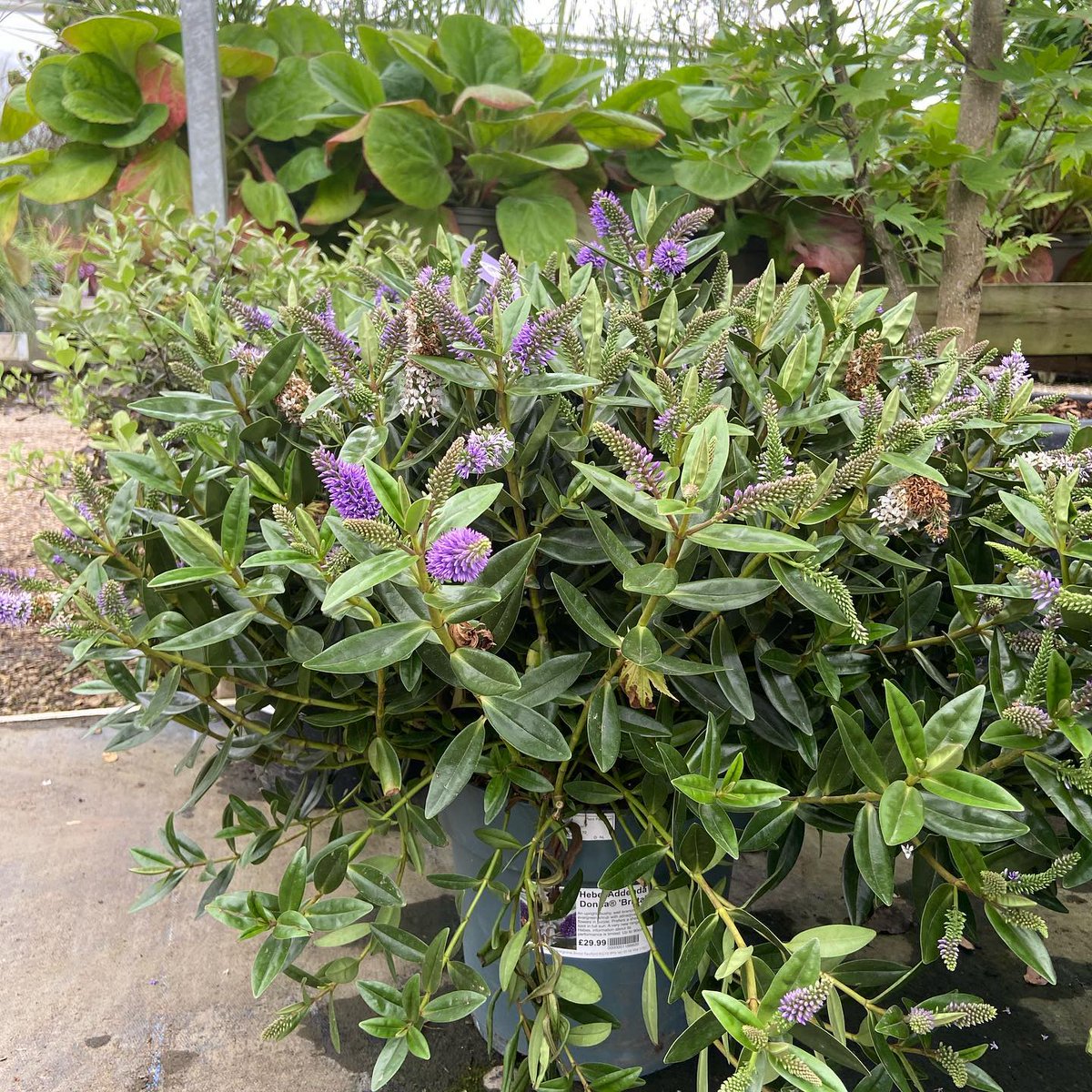 We have had a lovely delivery of Hebes & they are brightening this somewhat  gloomy Friday afternoon with cheerful pops of purple. We have several  different varieties & sizes in stock -