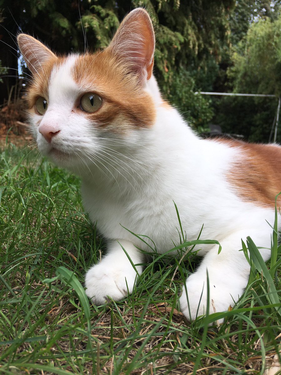 Vicpurrr's tweet photo. BIRD? https://t.co/q2OW0oGUg8
