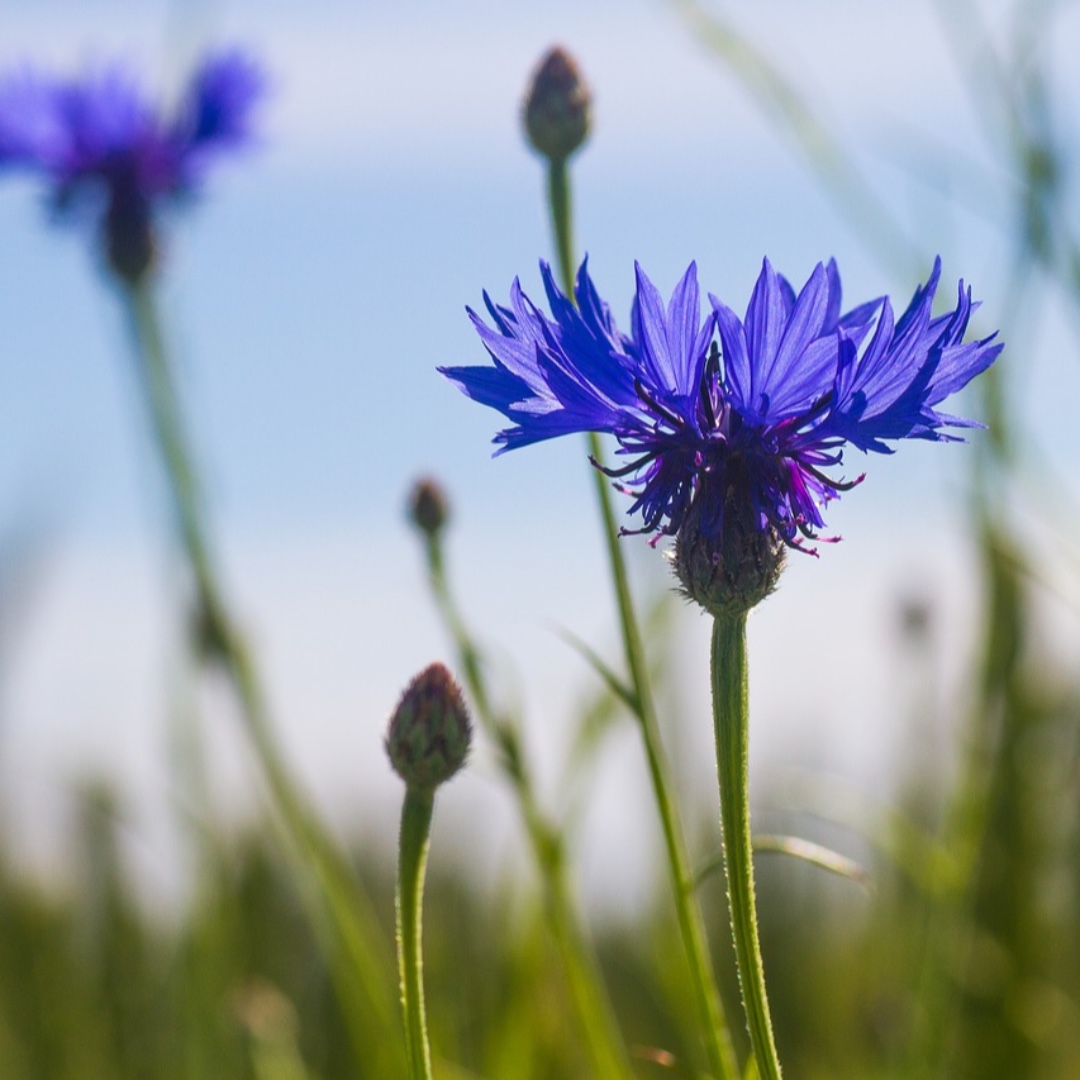 seed_ball's tweet photo. Delicate cornflower (Centaurea cyanus) such a pretty blue. π Autumn is a great time to sow wildflowers and we can't think of a nicer way to #helpbees π Shop online:
https://t.co/qmIHKRBxMp
#cornflower #refilltheworldwithpollinators #savebees #bloomsforbees #flowers #autumn https://t.co/KfBZwdDWyY