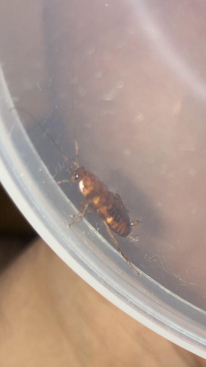 シャケ 虫注意 部屋にこんなやついたから捕獲したんだが ゴキブリの小さいヤツ