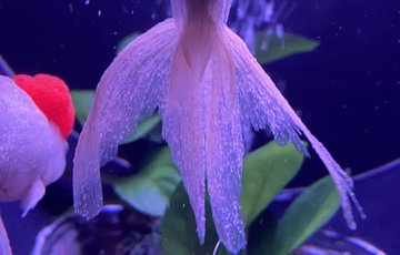画像 アートアクアリウム美術館の金魚は虐待 中止の可能性を調査 元web担当のブログセミナー