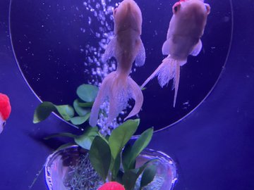 公關災難事件 日本金魚美術館 展品 金魚患病狀況惡劣魚缸環境惹爭議 喜愛日本likejapan ライクジャパン