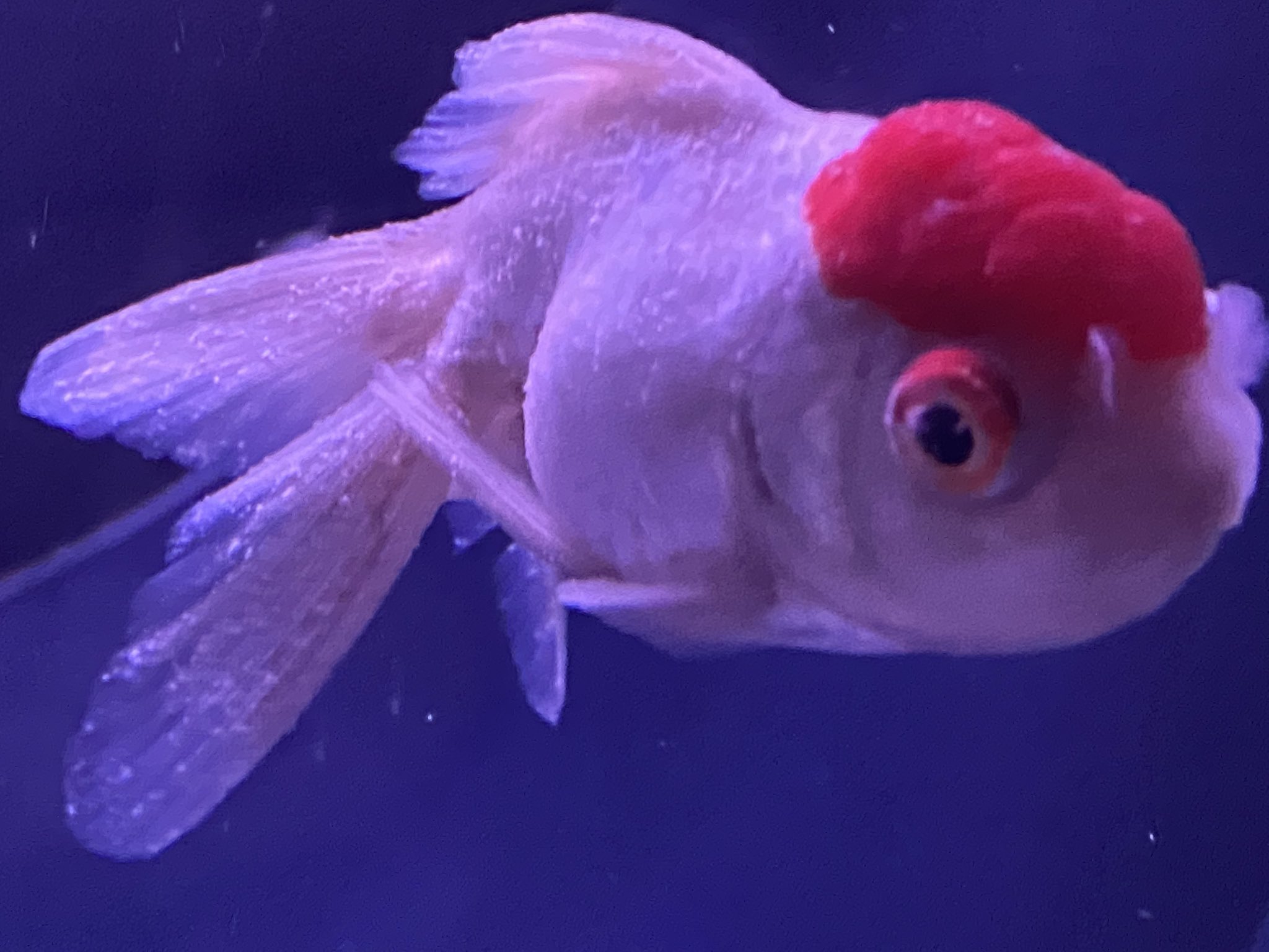 ゴリラ 獅子丸 Miyama10 以前すみだ水族館のやつは 病気は気付かなかったんですが アート優先にするとやはり金魚には相当なストレスかと あと あそこまで病気のひどい個体を隔離治療もせずに展示し続けるのはある意味神経太いなぁと思います