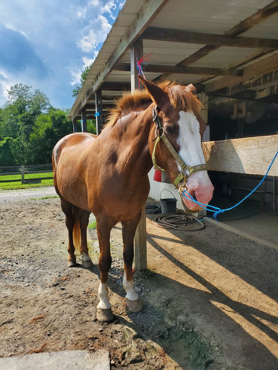 Surgical Infection Society tweet media